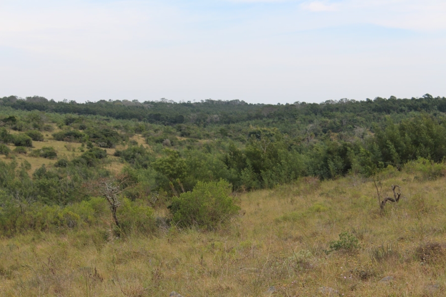 0 Bedroom Property for Sale in Bathurst Eastern Cape